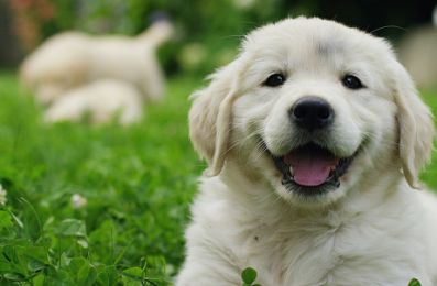 International Dog Day: 7 Ways to Celebrate